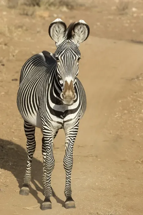 Framed Print : Grevy's Zebra (Equus grevyi), adult Framed Print : Grevy's Zebra (Equus grevyi), adult
