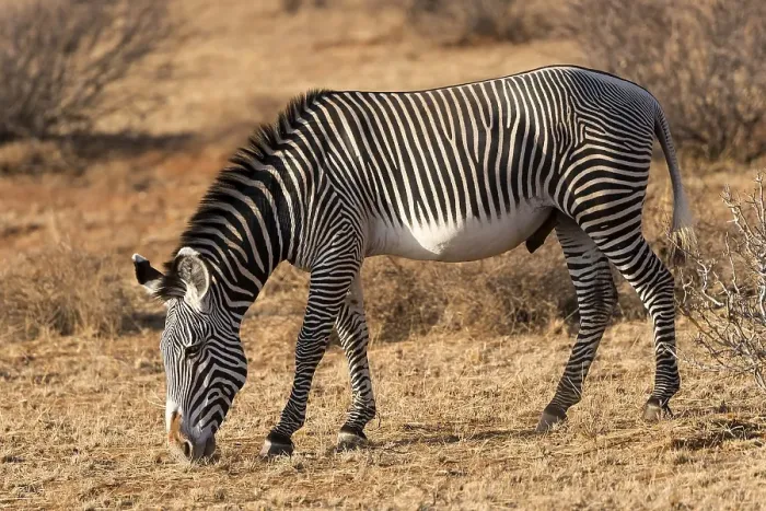 Framed Print : Grevy's zebra (Equus grevyi), grazing