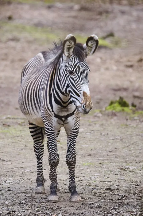 Framed Print : Grevy's zebra (Equus grevyi) standing on the ground