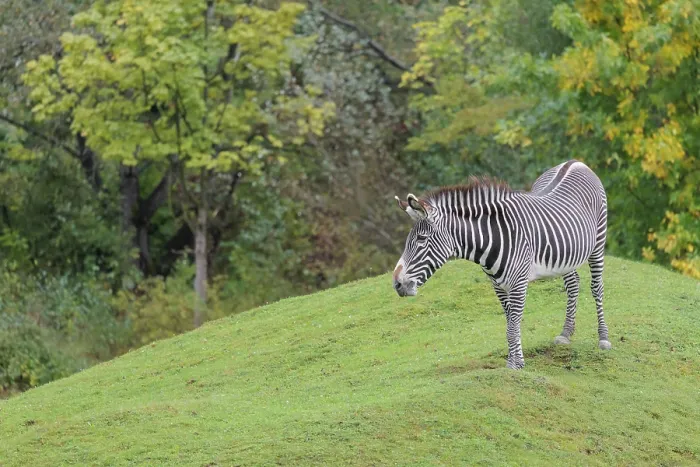 Framed Print : A Grevy's zebra (Equus grevyi) stands in a green meadow in hilly terrain