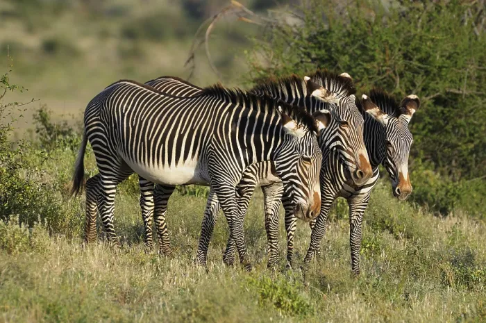 Framed Print : Grevy's zebra, or Imperial zebra (Equus grevyi) Framed Print : Grevy's zebra, or Imperial zebra (Equus grevyi)