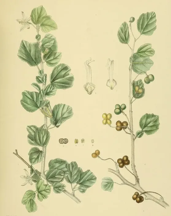 Framed Print : Grewia populifolia, native to Southeast Asia