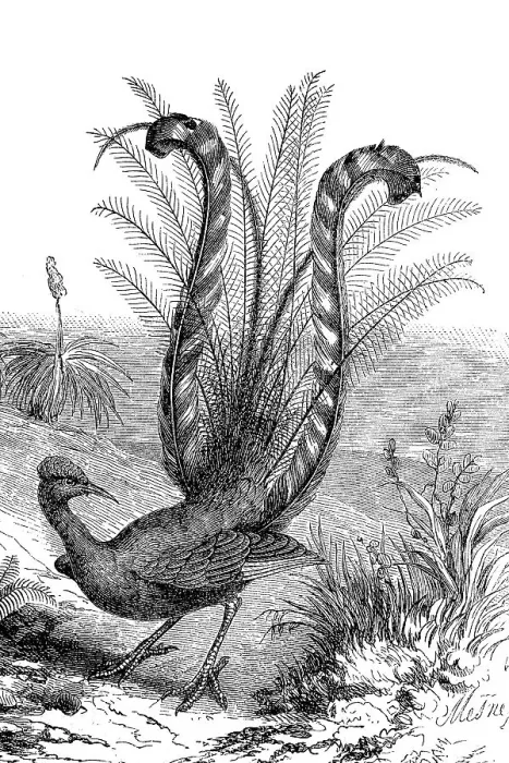 Framed Print : Grey-backed Lyrebird, Menura novaehollandiae