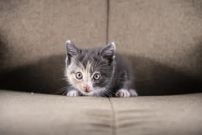 Framed Print : Grey beige and white kitten in a chair Framed Print : Grey beige and white kitten in a chair
