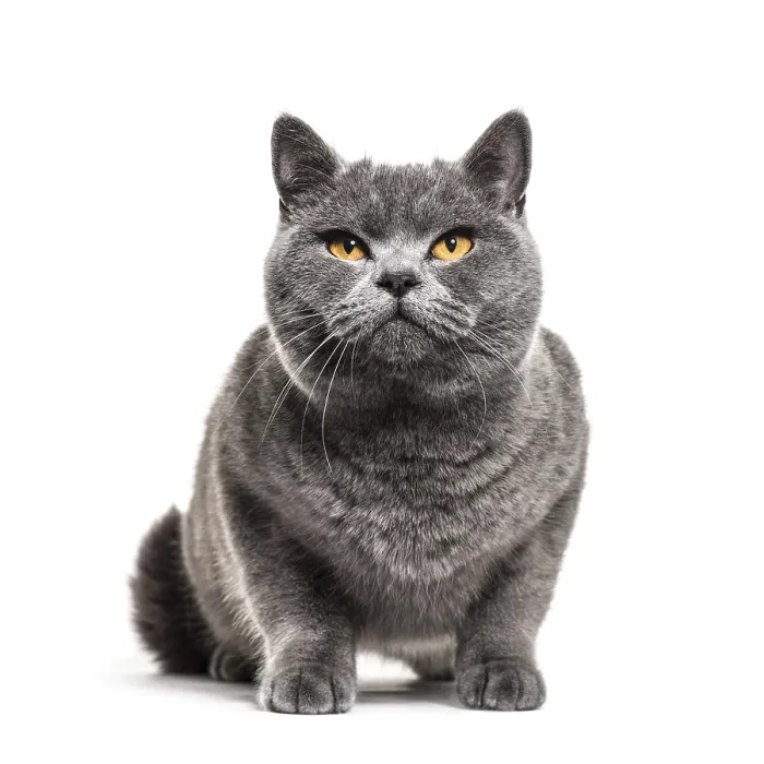 Framed Print : Grey british shorthair cat, isolated on white