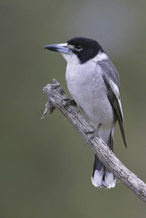 Framed Print : Grey Butcherbird (Cracticus torquatus)