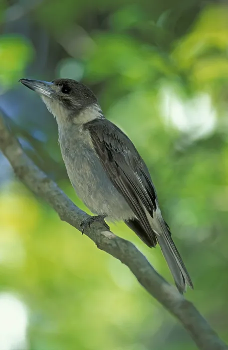 Framed Print : Grey butcherbird (Cracticus torquatus)