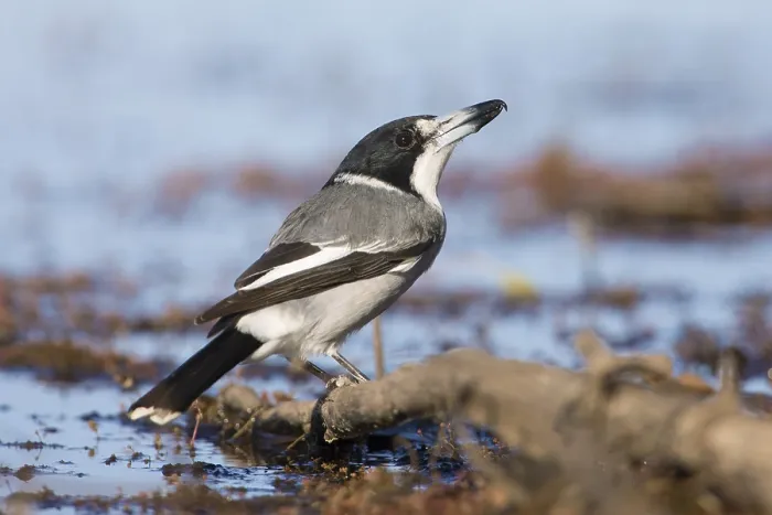 Framed Print : Grey Butcherbird (Cracticus torquatus)