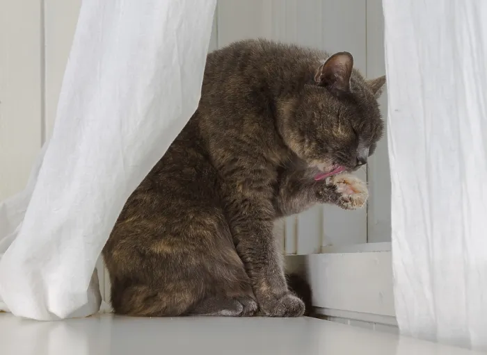 Framed Print : Grey cat sits in front of window with white curtains and white background