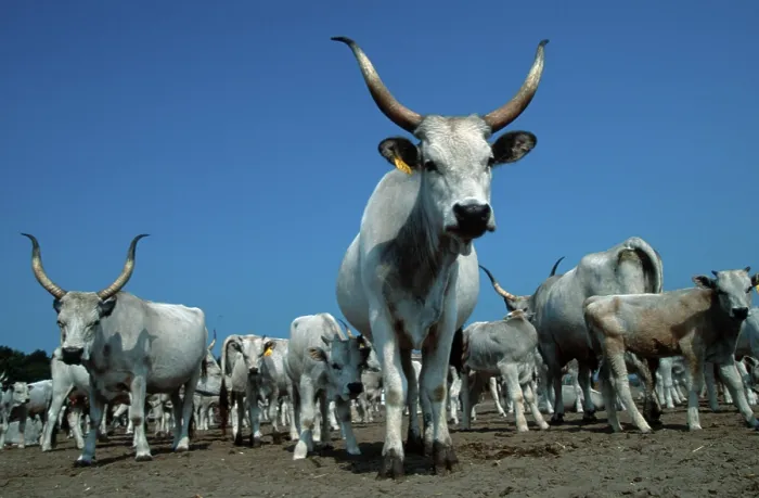 Framed Print : Grey cattle, Hungary