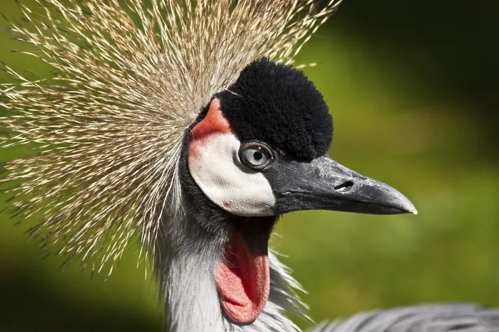 Framed Print : Grey crowned crane (Balearica regulorum gibbericeps)