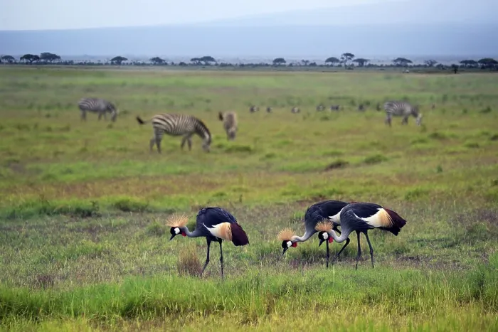 Framed Print : Two Grey Crowned Crane and zebras in Amboseli national park Framed Print : Two Grey Crowned Crane and zebras in Amboseli national park