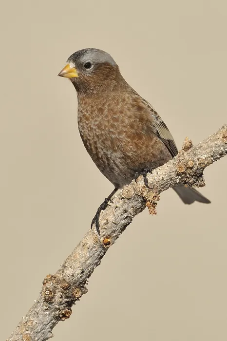 Framed Print : Grey-crowned Rosy Finch (Leucosticte tephrocotis)