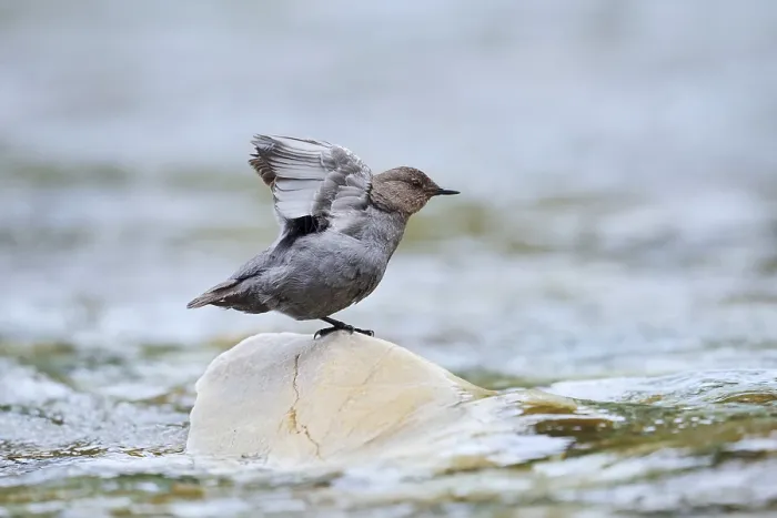 Framed Print : Grey dipper (Cinclus mexicanus) sitting on a rock and stretching its wings
