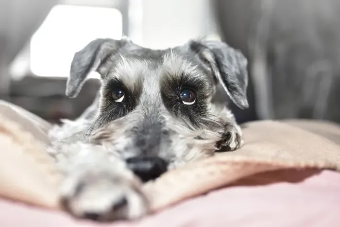 Framed Print : A grey dog of the Schnauzer breed cutely looks up while lying on the bed Framed Print : A grey dog of the Schnauzer breed cutely looks up while lying on the bed