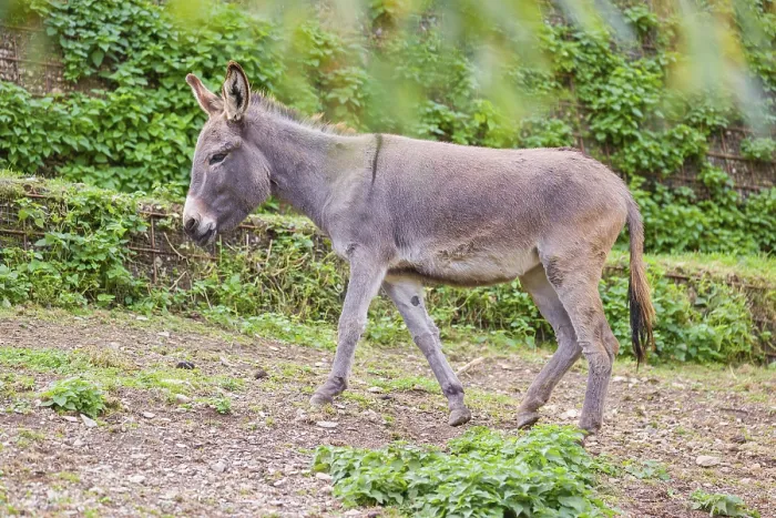 Framed Print : A grey domestic donkey, Equus (africanus) asinus crosses a paddock