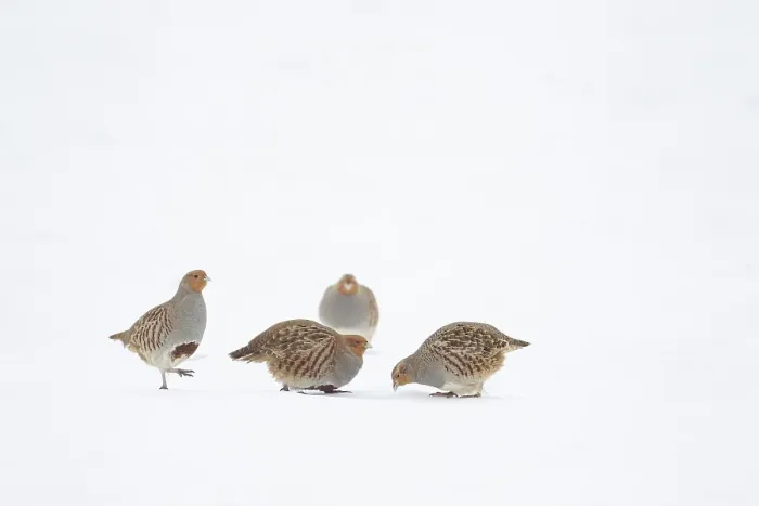 Framed Print : Grey or English partridge (Perdix perdix) four adult birds on a snow covered farmland field in winter Framed Print : Grey or English partridge (Perdix perdix) four adult birds on a snow covered farmland field in winter