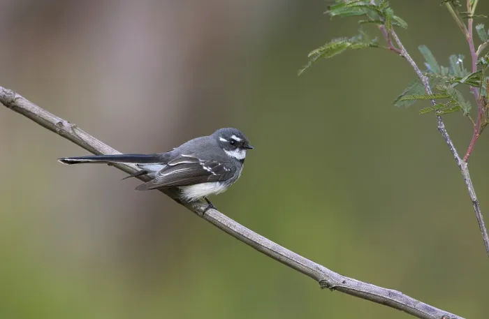 Framed Print : Grey Fantail (Rhipidura albiscapa) Framed Print : Grey Fantail (Rhipidura albiscapa)