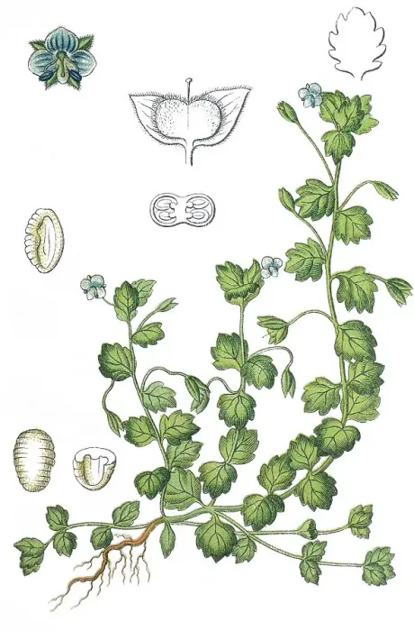 Framed Print : Grey field-speedwell (Veronica polita) Framed Print : Grey field-speedwell (Veronica polita)