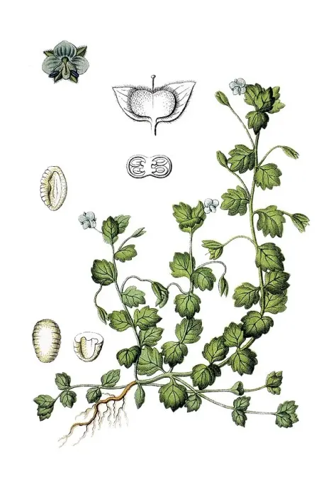 Framed Print : Grey Field-speedwell (Veronica polita)