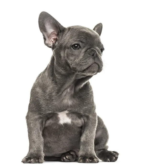 Framed Print : Grey french bulldog sitting, isolated on white Framed Print : Grey french bulldog sitting, isolated on white