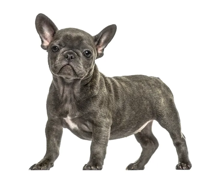 Framed Print : Grey french bulldog standing, isolated on white