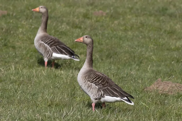 Framed Print : Grey geese