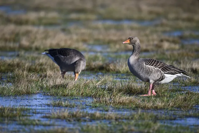 Framed Print : Two grey geese (Anser anser), Ochsenmoor