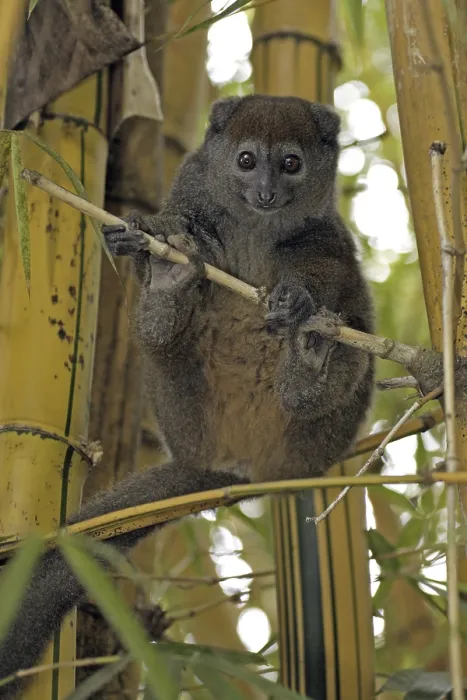 Framed Print : Grey Gentle Lemur (Hapalemur griseus)