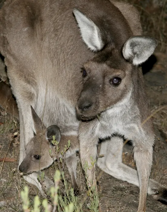 Framed Print : Grey giant kangaroo (Macropus giganteus)