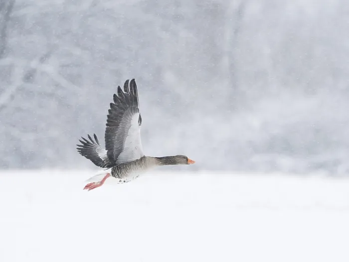 Framed Print : A grey goose (Anser anser) flies through a snowy and cold landscape during snowfall