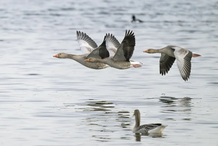 Framed Print : Grey goose (Anser anser), gray geese flying over a body of water Framed Print : Grey goose (Anser anser), gray geese flying over a body of water
