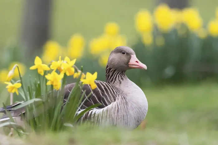 Framed Print : A grey goose (Anser anser) relaxing amidst green grass and yellow daffodils