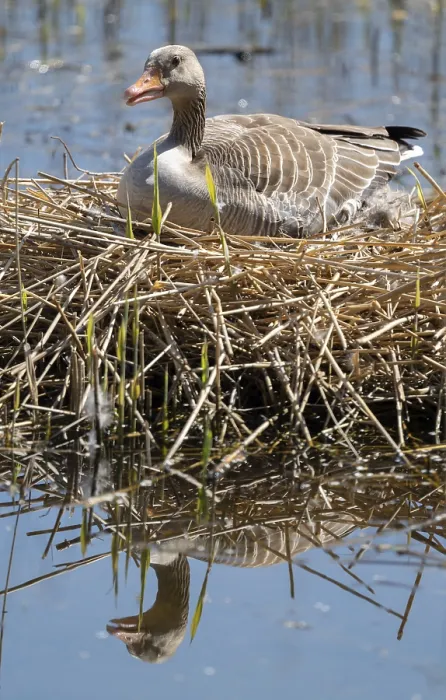 Framed Print : Grey goose (Anser anser) sitting on the nest and breeding Framed Print : Grey goose (Anser anser) sitting on the nest and breeding
