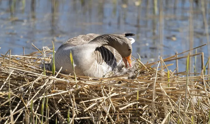 Framed Print : Grey goose (Anser anser) sitting on the nest and breeding