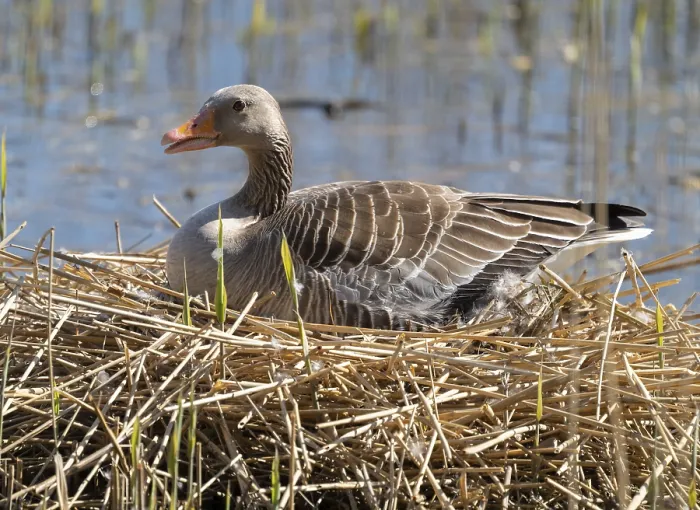 Framed Print : Grey goose (Anser anser) sitting on the nest and breeding Framed Print : Grey goose (Anser anser) sitting on the nest and breeding