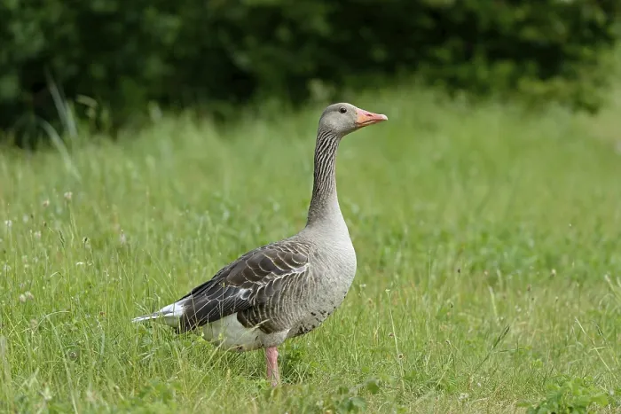 Framed Print : Grey goose (Anser anser) standing in a meadow