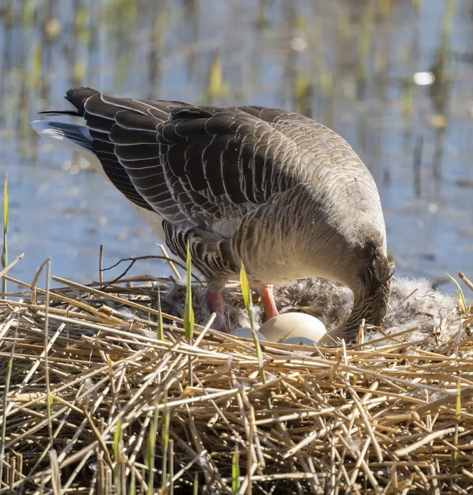 Framed Print : Grey goose (Anser anser) stands on the nest and turns the eggs