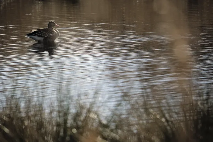 Framed Print : Grey goose (Anser anser) in the water