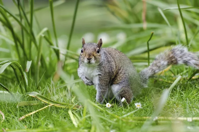 Framed Print : Grey or Gray Squirrel (Sciurus carolinensis)