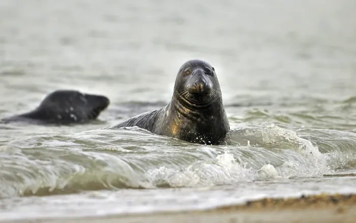 Framed Print : Grey (Halichoerus grypus) seal swimming in the surf