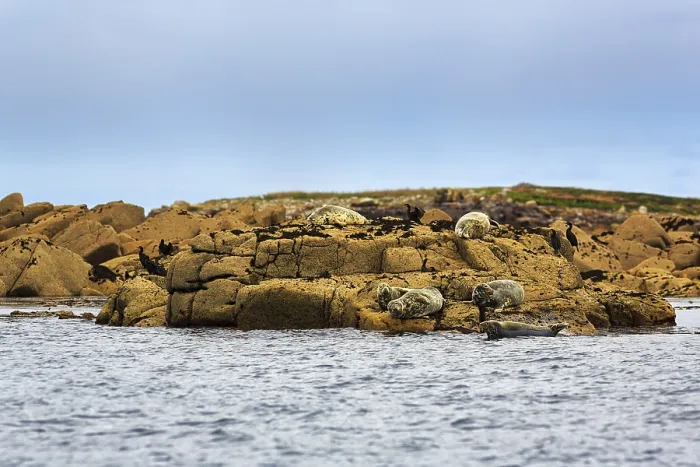 Framed Print : Grey (Halichoerus grypus) seals resting on rocky islands in the sea Framed Print : Grey (Halichoerus grypus) seals resting on rocky islands in the sea