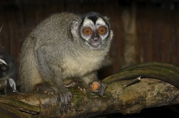 Framed Print : Grey-handed night monkey (Aotus griseimembra)