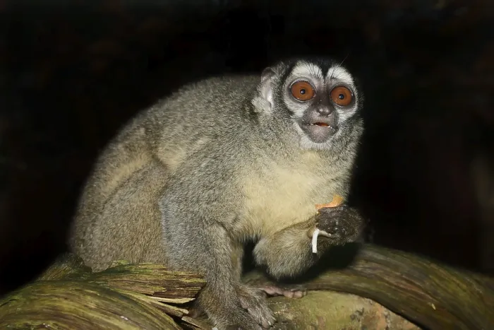 Framed Print : Grey-handed night monkey (Aotus griseimembra)