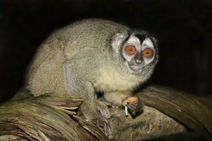 Framed Print : Grey-handed night monkey (Aotus griseimembra) Framed Print : Grey-handed night monkey (Aotus griseimembra)