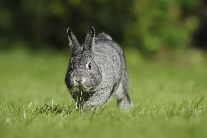 Framed Print : Grey hare on a green meadow in a natural environment