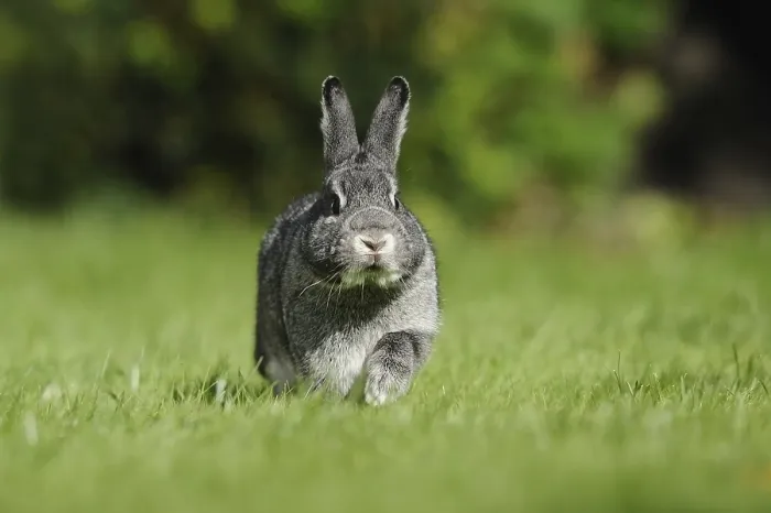 Framed Print : Grey hare in a meadow photographed from the front