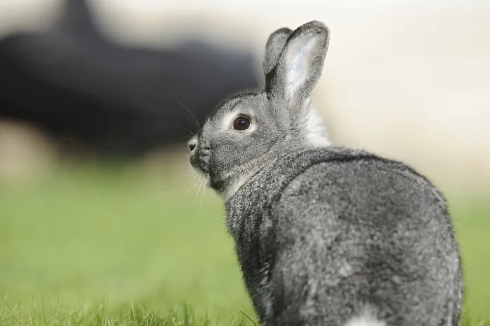 Framed Print : Grey hare photographed from the side on a green meadow