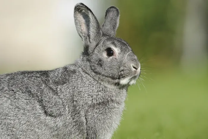Framed Print : Grey hare in side profile on green meadow
