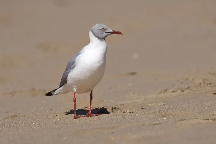 Framed Print : Grey-headed Gull (Chroicocephalus cirrocephalus)